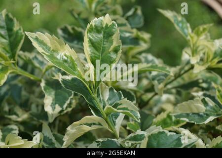 Styrax japonica variegata foglie con sfondo naturale Foto Stock