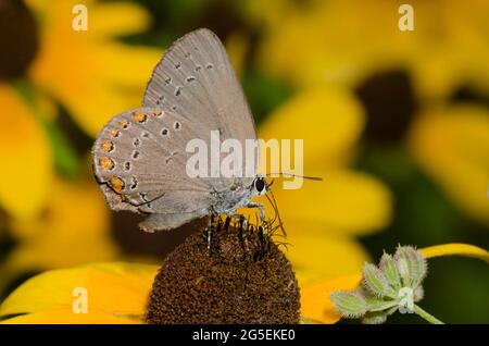 Corallo Hairstreak, Satyrium tito, femmina nettaring da Neri-eyed Susan, Rudbeckia hirta Foto Stock