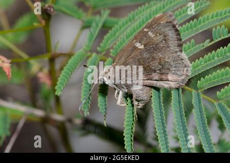 Outis Skipper, Cogia outis, femmina ovipositing sulla prateria di acacia, angustissima Acacia Foto Stock