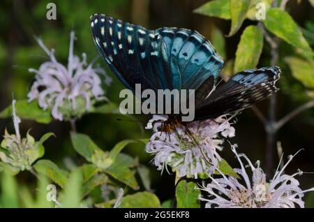 Diana Fritillary, Argynnis diana, nettare femminile da Wild Bergamot, Monarda fistulosa Foto Stock