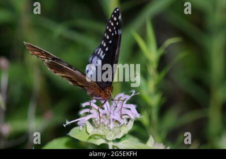 Diana Fritillary, Argynnis diana, nettare femminile da Wild Bergamot, Monarda fistulosa Foto Stock