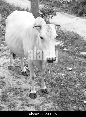 foto in bianco e nero di una mucca incinta avvistata per le strade di un villaggio durante la sera Foto Stock