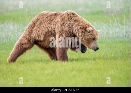 Alaska Peninsula Brown Bear o Coastal Brown Bear Foto Stock