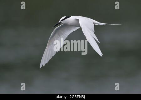 Tern con nappolo nero (Sterna sumatrana), singolo adulto in volo, porto di Tolo, Hong Kong nord-est, Cina 25 giugno 2021 Foto Stock