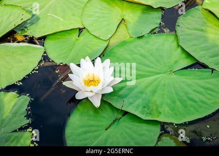 Giglio d'acqua con belle foglie verdi galleggianti in un fosso pieno d'acqua Foto Stock