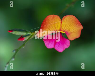 Macro, fiori nativi australiani, piccolo e straordinariamente luminoso rosa caldo e arancio rosso fiamma fiore e germogli, morbido giardino sfondo verde, Foto Stock