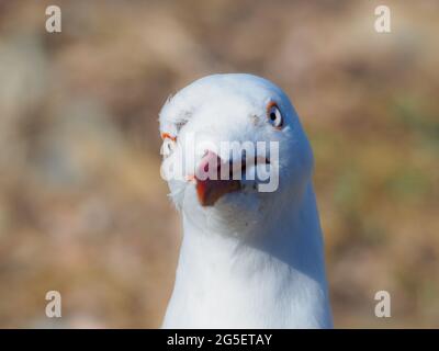 Divertente gabbiano, stupido uccello, gabbiano d'argento australiano con il suo becco arancione che sembra labbra borsate. Foto Stock