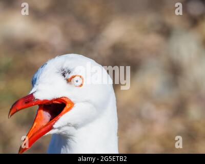 Funny Bird, Angry Australian Seagull, Silver Gull, becco arancione spalancato, un'espressione scioccata sul suo viso, che fa un po' di rumore, urla. Foto Stock