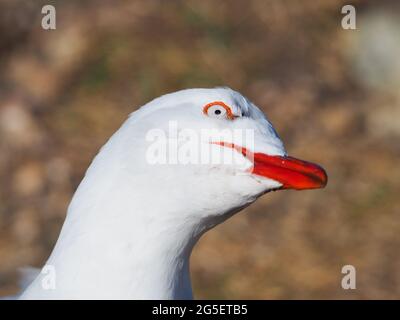 Divertente uccello, gabbiano australiano, gabbiano d'argento, testa inclinata lateralmente, un'espressione sciocca bizzica sul suo viso Foto Stock