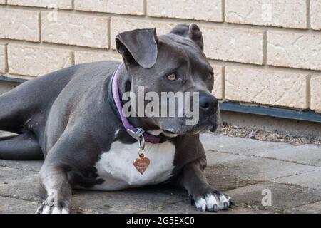 'Blue' PET Female il cane americano Staffordshire Terrier. Fotografato a Nuriootpa, Australia del Sud, Foto Stock