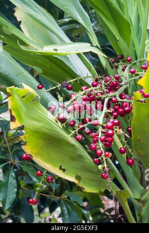 Maturare frutti di Giant Palm Lily (Cordyline manners-suttoniae) fotografato nella foresta pluviale di Daintree, nell'estremo Nord del Queensland, Australia Foto Stock