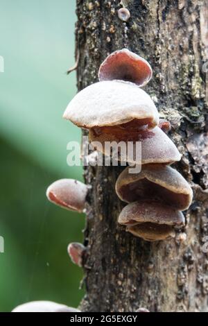 Gruppo di nubi funghi auricolari (Auricularia polytricha) che crescono su un ramo morto. Fotografato a Daintree Rainforest, all'estremo nord del Queensland, Australia. Foto Stock