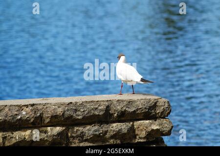 Un Seagull si erge sull'acqua su una spiaggia di sabbia Foto Stock