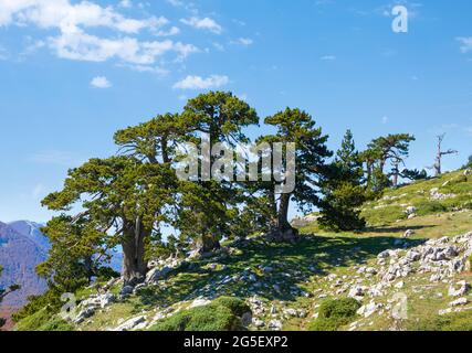 Pini bosniaci (Pino Loricato) in cima alla Serra di Crispo (il cosiddetto Giardino degli dei), Parco Nazionale del Pollino, Monti Appennini meridionali, Ita Foto Stock