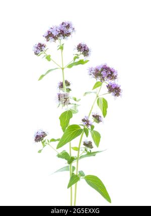 Due fresche ciuffi di Oregano (Origanum vulgare) con piccoli fiori di colore lilla chiaro isolati su sfondo bianco. Messa a fuoco selettiva. Foto Stock