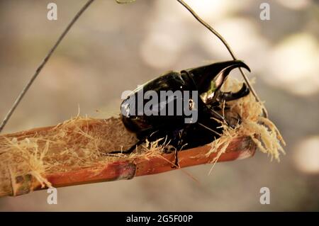 Bruno rhinoceros beetle o Xylotrupes gideon dynastinae Beetles a Kota Kinabalu Jesselton città in Borneo Kalimantan di Sabah stato della Malesia Foto Stock