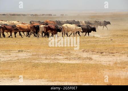 Grande mandria di bestiame Masai che cammina su pianure polverose, Kenya Foto Stock