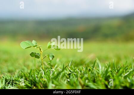 Terreno verdeggiante coperto di erba e una pianta che cresce in erba conosciuta come falce senna durante la stagione piovosa che è nutriente nella dieta. Usato selettivo f Foto Stock