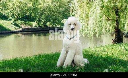 Un cane bianco standard purebred si siede su un prato verde e attende il comando di allenamento. Cura impeccabile della morbida pelliccia del re poodle Foto Stock
