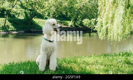 In una soleggiata giornata estiva, sul prato del parco si siede un poodle reale o king bianco. Il cane di poodle standard guarda in modo inquietante al proprietario in previsione di Foto Stock