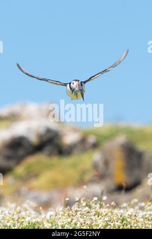 Puffin volando verso la macchina fotografica con il becco pieno di anguille di sabbia per dare da mangiare ai suoi giovani che entrano in terra sull'isola di maggio, Fife, Scozia, Regno Unito Foto Stock