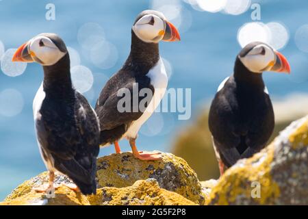 Puffins sull'isola di maggio, Fife, Scozia, Regno Unito Foto Stock