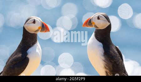 Atlantic Puffins (fratercola arctica) - Isola di maggio, Scozia, Regno Unito Foto Stock