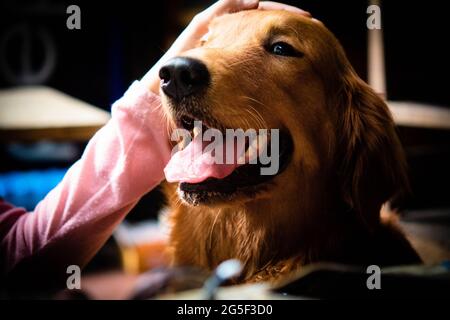 Fuoco selettivo cane felice Golden Retriever con la mano sulla sua testa Foto Stock