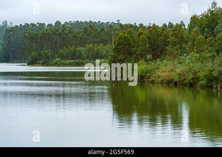 Riva verde di un lago. Serbatoio d'acqua pieno, lago artificiale, diga. Encoro das Forcadas in Galizia, Spagna Foto Stock