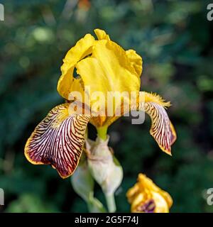 Iris giallo, Iris pseudacorus, noto anche come iris bandiera è nella natura Foto Stock