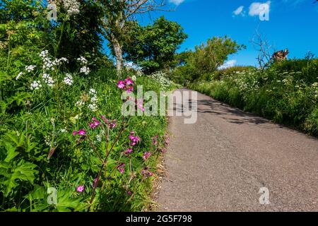 Fiori selvatici che crescono sull'orlo di una strada rurale nel Regno Unito Foto Stock