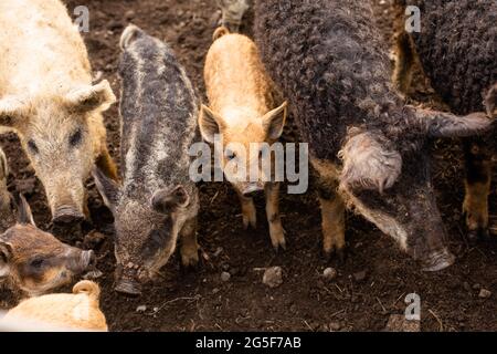 Allevamento tradizionale ungherese, covata di suini ricci Foto Stock