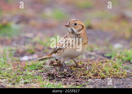 Una donna Lapponia Bunting o Lapponia Longspur (Calcarius lapponicus) sulla migrazione a St Mary's, Isole di Scilly, Regno Unito nel mese di ottobre Foto Stock