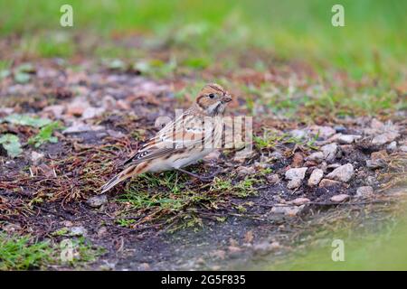 Una donna Lapponia Bunting o Lapponia Longspur (Calcarius lapponicus) sulla migrazione a St Mary's, Isole di Scilly, Regno Unito nel mese di ottobre Foto Stock