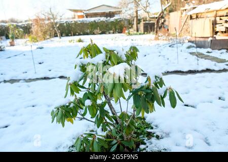 Rododendro coperto di neve durante il giorno d'inverno Foto Stock