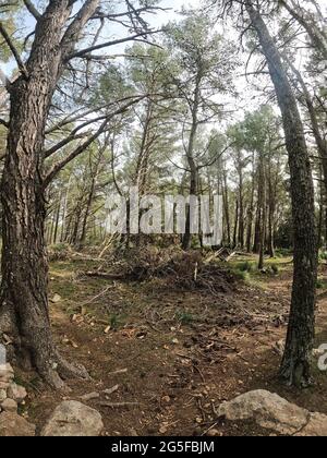 Árboles, Maiorca, Isole Baleari Foto Stock