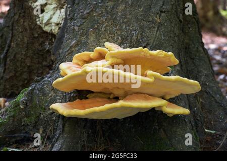 Fungo commestibile Laetiporus sulfureus in foresta. Conosciuto come mensola di zolfo o pollo dei boschi. Fungo giallo selvatico che cresce sull'albero. Foto Stock