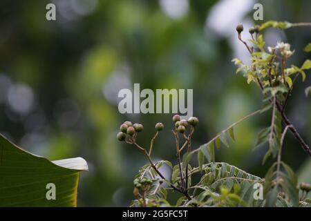 Semi di neem sull'albero. Foto Stock