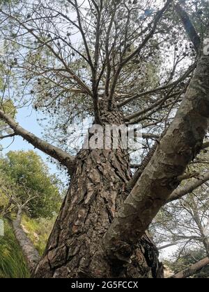 Árboles, Maiorca, Isole Baleari Foto Stock