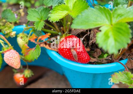 Grande fragola mangiata da Slug, kent, giardino britannico Foto Stock