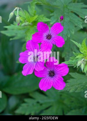 Tre graziosi fiori di geranio color magenta in un giardino Foto Stock