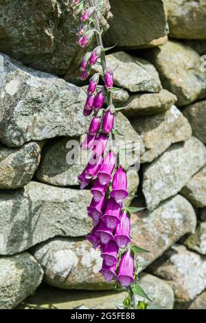 Primo piano di un foxglove - purpurea digitale Foto Stock