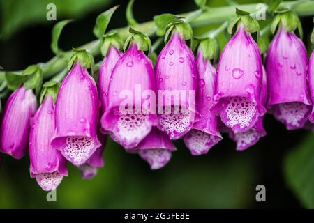 Primo piano di un foxglove - purpurea digitale Foto Stock