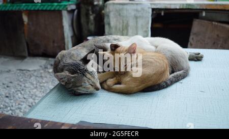 La madre gatto con gattini dorme fuori sul tavolo. Foto Stock