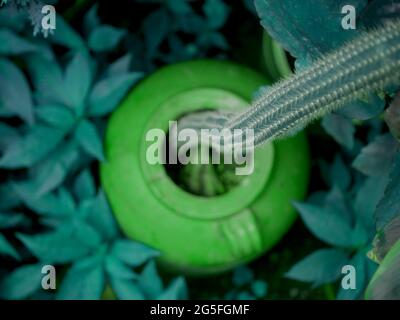 A top view of a cactus plant growing from ancient china soil pot on blurred background Foto Stock