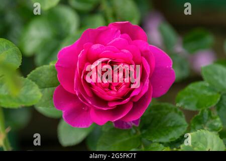 Primo piano di un singolo arbusto rosa profondo chiamato Rosa Princess Anne fiorente in un giardino inglese. Una bella rosa David Austin rosa fiore. REGNO UNITO Foto Stock