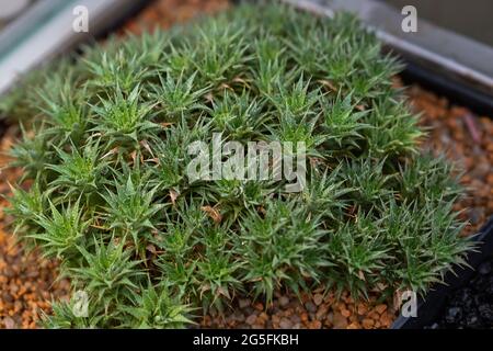 Raccolta di vari cactus tropicali e piante succulente in pentole diverse. Foto Stock