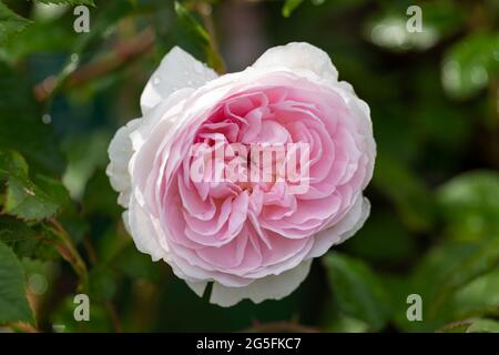 Primo piano di un arbusto rosa pallido chiamato Rosa Silas Marner fiorente in un giardino inglese. Una bella rosa David Austin rosa fiorisce con rugiada. REGNO UNITO Foto Stock