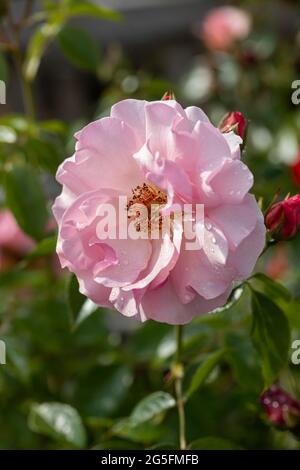 Primo piano di una rosa chiamata Rosa Happy Retirement fioritura in un giardino inglese. Una bella rosa fiore con gemme con rugiada. REGNO UNITO Foto Stock