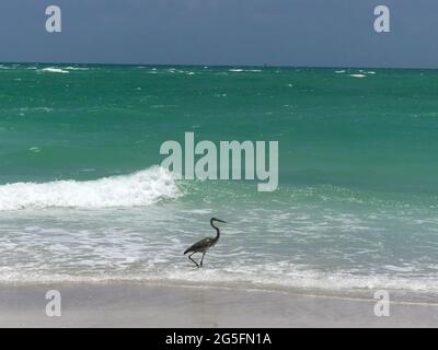 22 giugno 2021, SARASOTA, FLORIDA, Stati Uniti: Isola della lattina della birra, chiave di Longboat. (Immagine di credito: © John Marshall Mantel/ZUMA Wire) Foto Stock